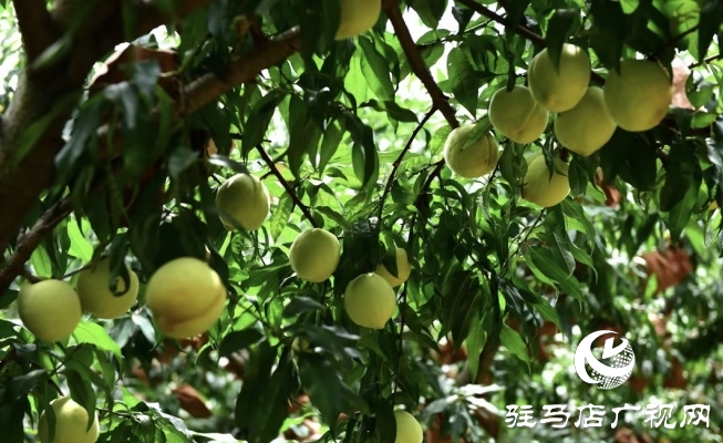 遂平縣石寨鋪鎮(zhèn)郭莊冬桃：汛期精細管護 金秋豐收在望