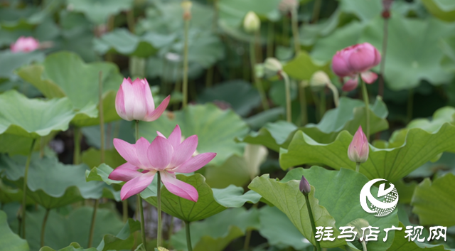 確山常莊：荷花盛開 繪制美麗鄉(xiāng)村新畫卷