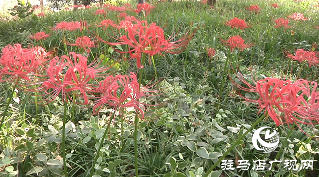 富強(qiáng)公園彼岸花盛開(kāi) 早秋美景醉游人