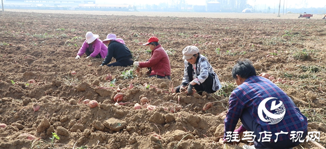 確山縣：紅薯喜豐收，田間收獲忙