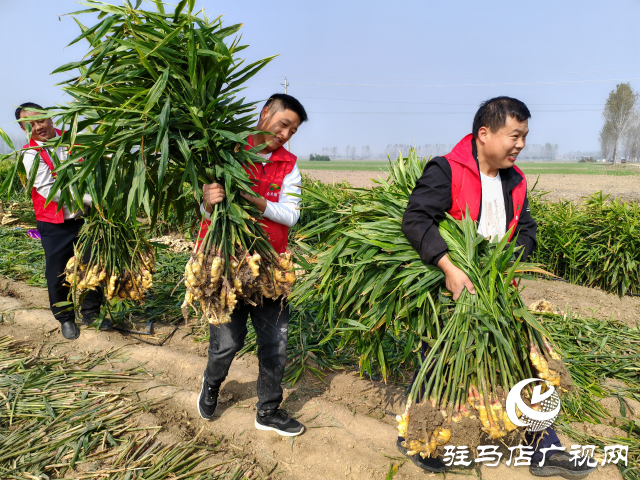 平輿縣高楊店鎮(zhèn)劉寨村委：特色生姜種植喜獲豐收 村民致富“姜”來(lái)可期