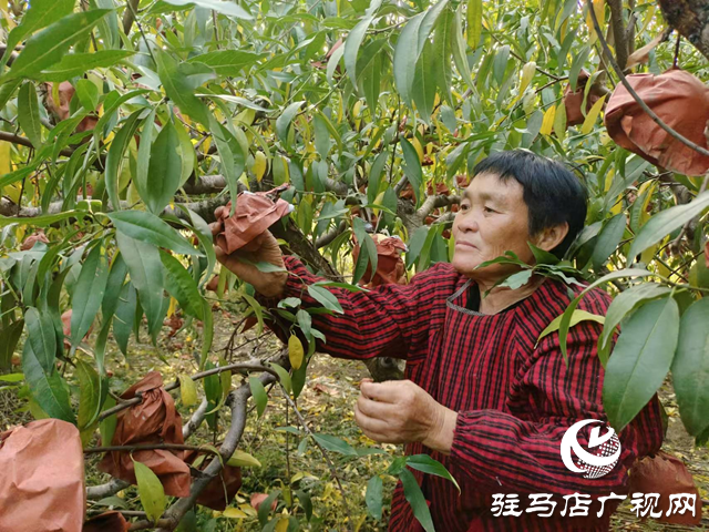 平輿縣廟灣鎮(zhèn)馮莊村冬雪蜜桃種植園：甜蜜豐收場景令人“桃”醉