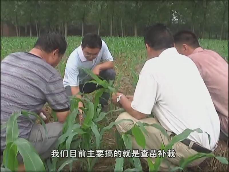 我市各地抓住雨后有利時機(jī) 及時開展以除草防病補苗為主的秋田管理