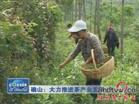 確山：大力推進茶產(chǎn)業(yè)發(fā)展