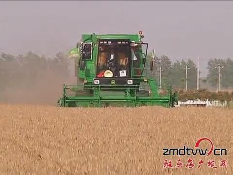 我市夏收結束 夏種大頭落地